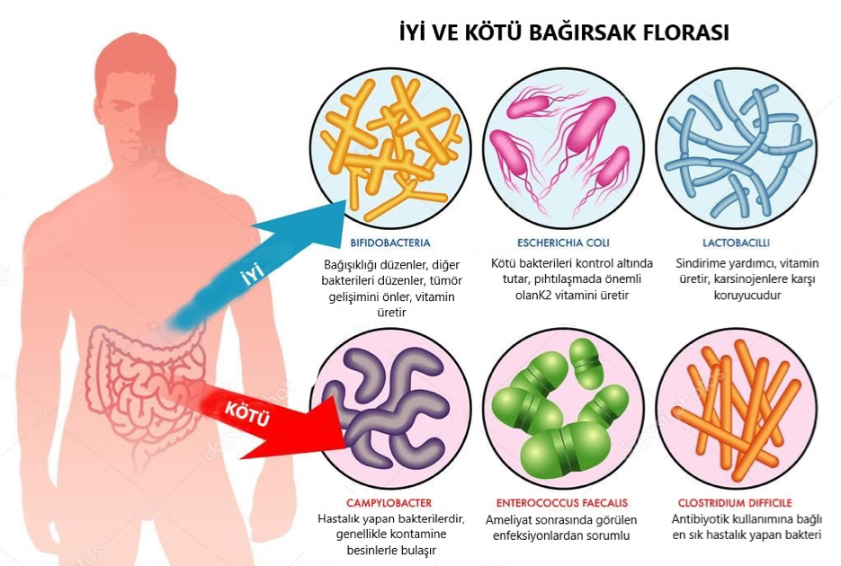 iyi ve kötü bağırsak florası