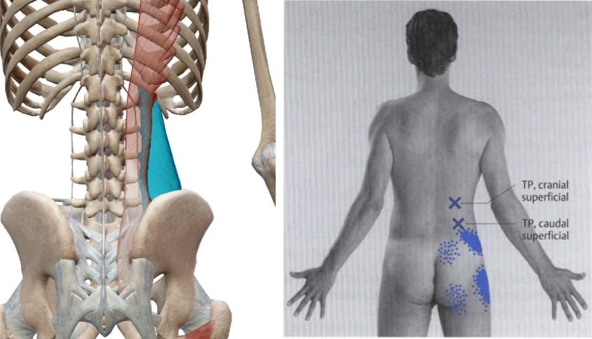 Quadratus Lumborum